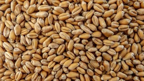 Grain Wheat Stock Photos