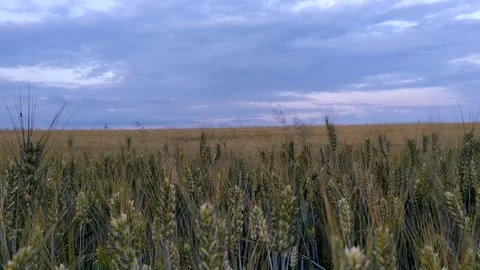 Grain, wheat, rye, barley field video. In the background is the blue sky Stock Footage 244595671