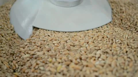 Grain (wheat seeds) under press, technology details Stock Footage 12845359