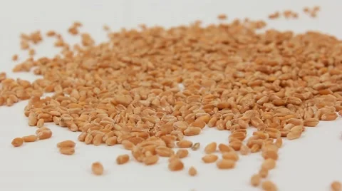 The grain of wheat . Slow motion Stock Footage 61821870