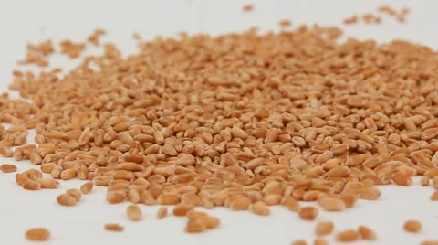 The grain of wheat . Slow motion Stock Footage 61821895