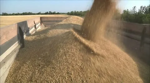 Grain of wheat, three shots Stock-Footage 11958408