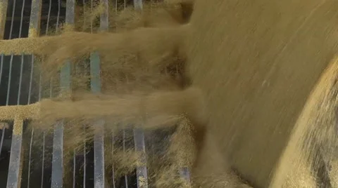 The grain of wheat is unloaded from the machine Stock Footage 61127211