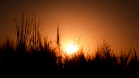 Grain in the wind breeze at sunset Stock Footage 39436961