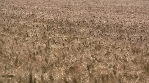 Grain in the wind Stock Footage 8680710