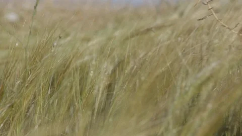 Grain in wind Stock Footage 102177795
