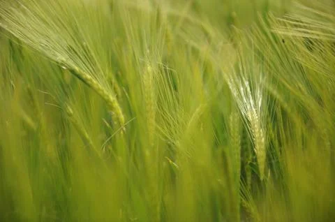 Grain in the wind Stock Photos