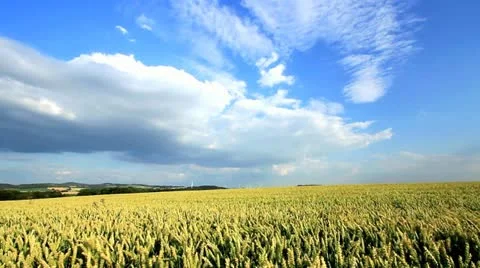 Grain_field_wind_farm_3 Stock Footage 11899792
