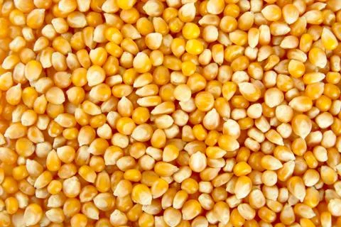 Grained texture of whole unprepared corn seeds Stock Photos