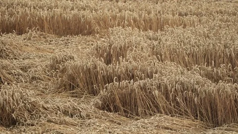 Grainfield with aborted wheat plants after a storm Video stock 78414101