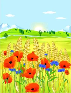 Grainfield with flowers Stock Illustration