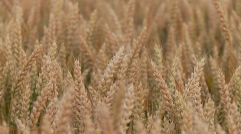 Grainfield Stock Footage 29193655