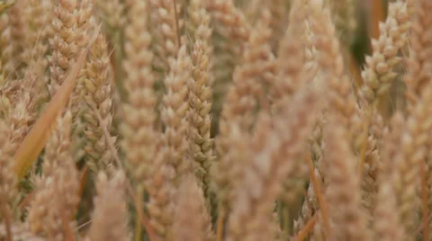 Grainfield Video stock 29194087