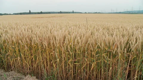 Grainfield Stock Footage 29194335