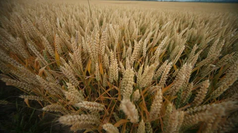 Grainfield Stock Footage 29194800