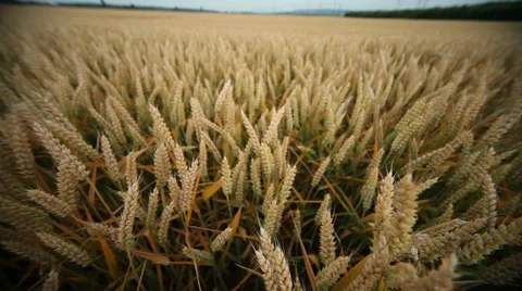 Grainfield Stock Footage 29195028