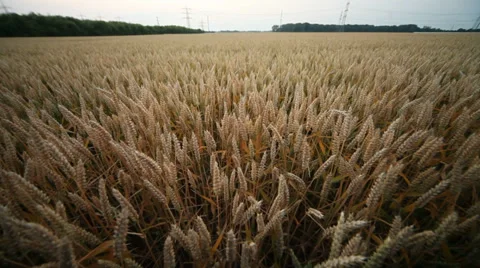 Grainfield Stock Footage 29195380