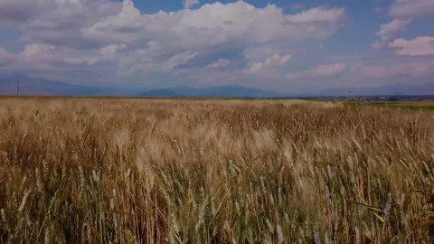 GrainField Pan Amphipoli Stock Footage 132698756