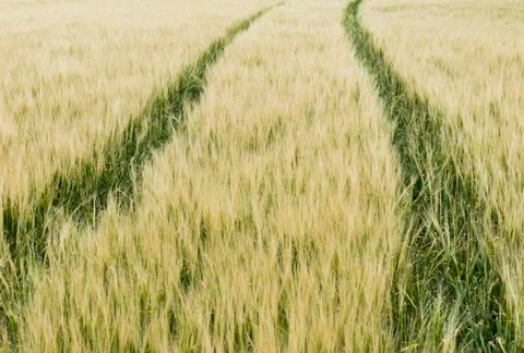 Grainfield Stock Photos