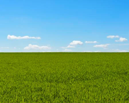 Grainfield with Sky and Clouds in Spring, Baden-Wurttemberg, Germany Stock Photos