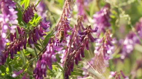 Grainfield in Spring Stock Footage 11025761