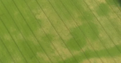 Grainfield in spring with lanes from tractor Stock Footage 63869149