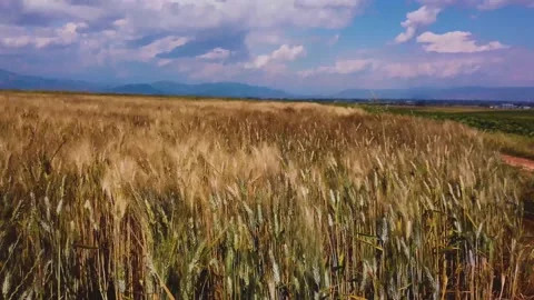 GrainField Steady Amphipoli Stock Footage 132698736