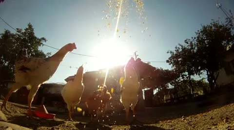 Grains being thrown to chickens Stock Footage 18963054