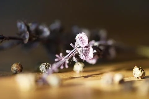 Grains of black pepper Stock Photos