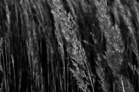 Grains in black 스톡 사진