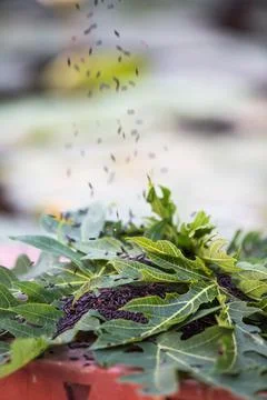 Grains of black rice falling down to green papaya leaves Fotos Stock