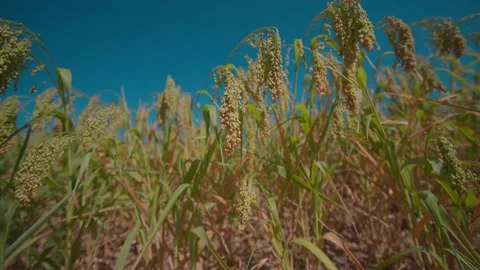 Grains  broom corn millet Stock-Footage 172084767