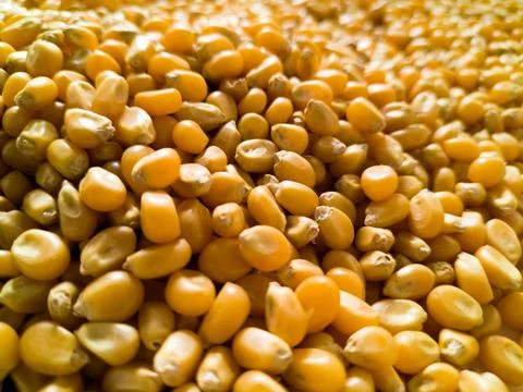 Grains of corn close-up Stock Photos