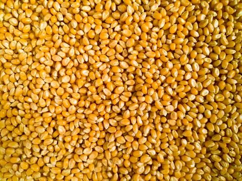 Grains of corn close-up Stock Photos