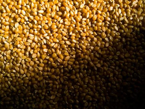 Grains of corn close-up Stock Photos