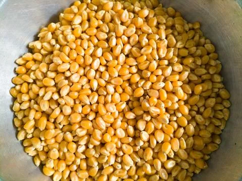 Grains of corn close-up Stock Photos