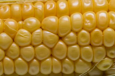 Grains of corn cob. Macro Stock Photos