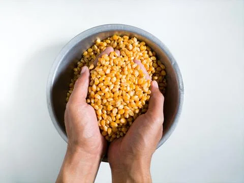 Grains of corn in a hand Stock Photos