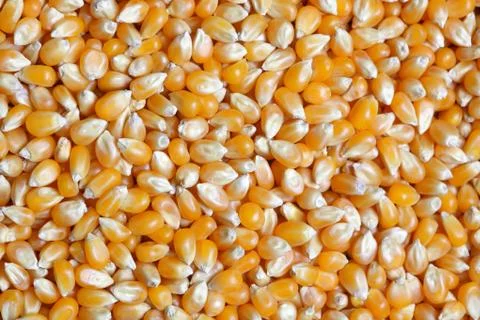 Grains of corn Foto stock
