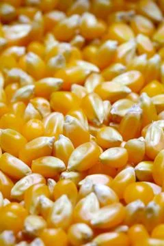 Grains of corn Stock Photos
