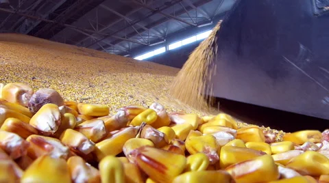 Grains of corn in the silo Stock Footage 55283415