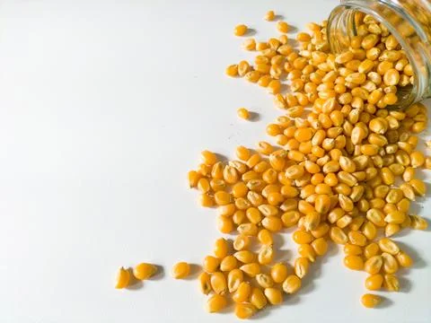 Grains of corn on white background Stock Photos