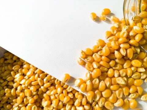 Grains of corn on white background Stock Photos