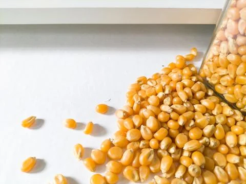 Grains of corn on white background Stock Photos