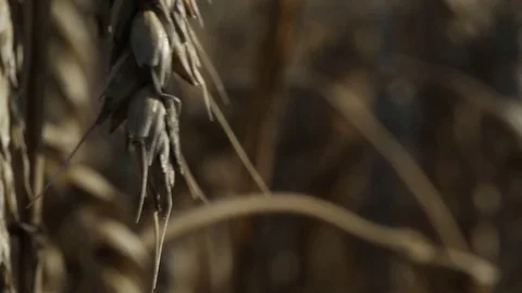 The grains on the ears of wheat Stock Footage 74447335