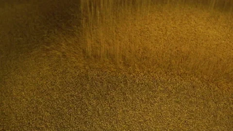Grains falling into container Stock Footage 146952421