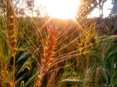 Grains in the field Stock Photos