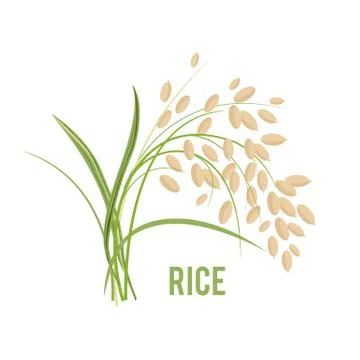 Grains in the Flat style. Stock Illustration