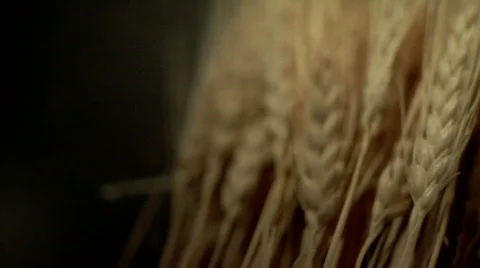 Grains 스톡 동영상 376380