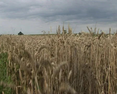 Grains Stock Footage 441483